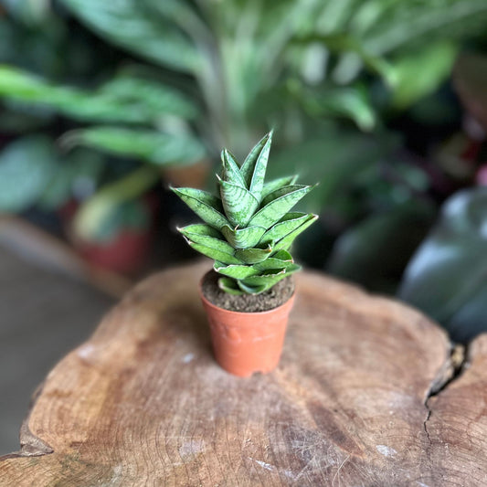 Sansevieria Pagodah Green 2"