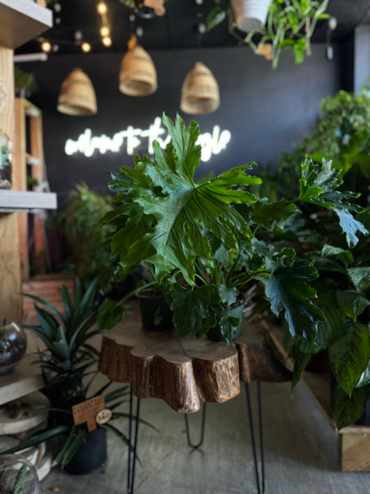 Philodendron Hope Sellom 6”