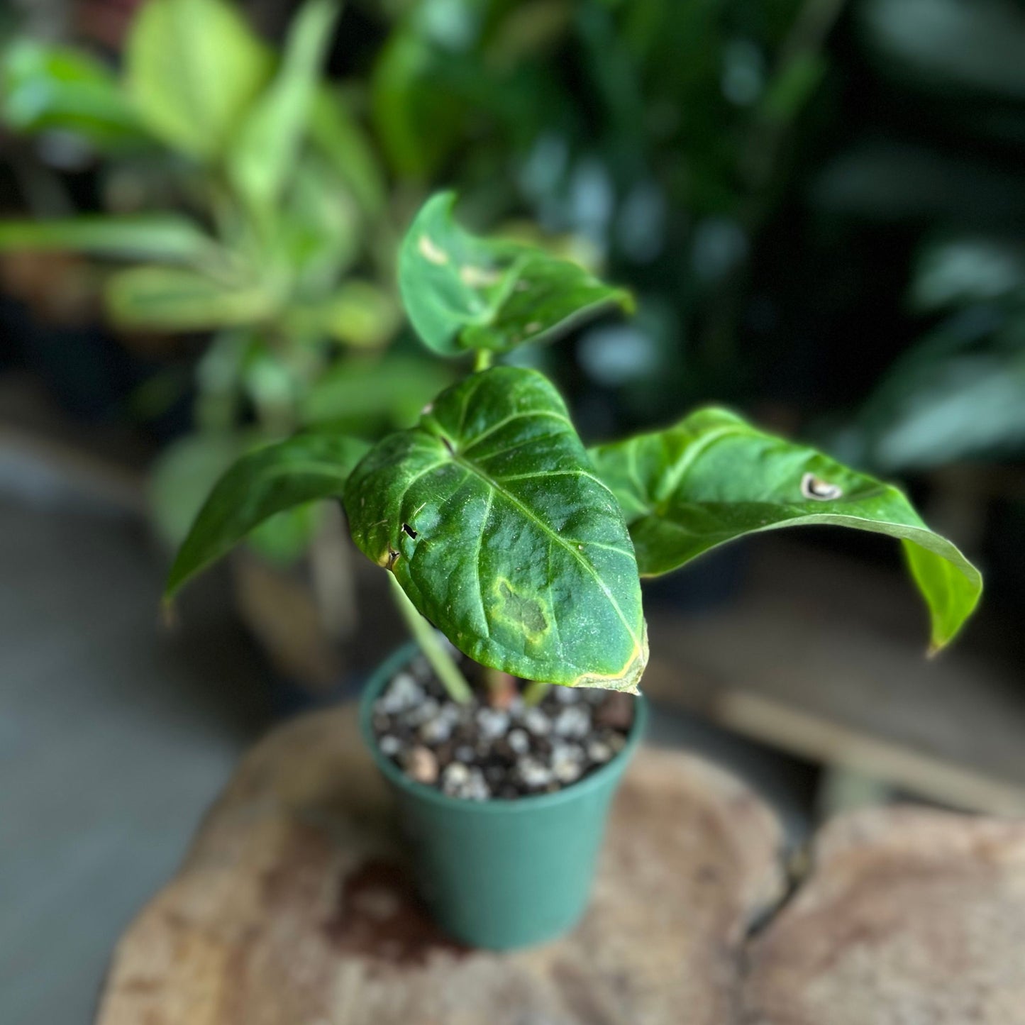 Anthurium Forgetti 2"