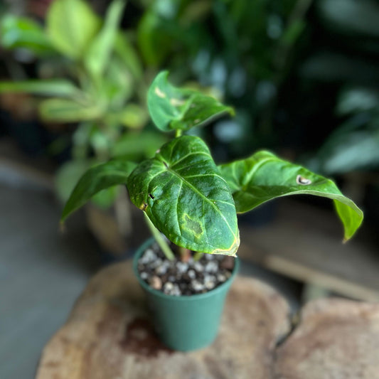 Anthurium Forgetti 2"