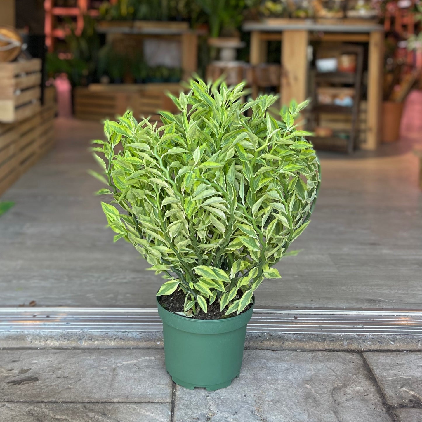 Devil's Backbone (Pedilanthus Tith. Variegated) 8"