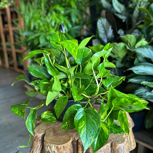 Golden Pothos 8" HB