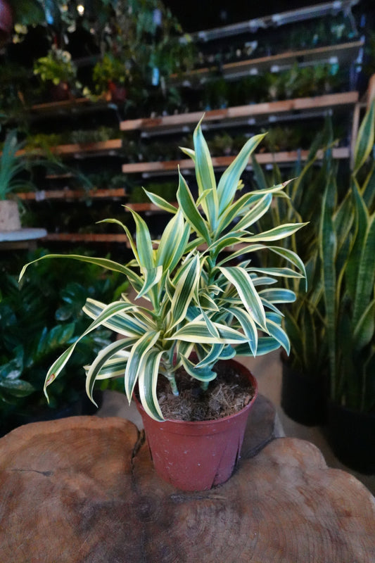 Dracaena Song Of India 6"