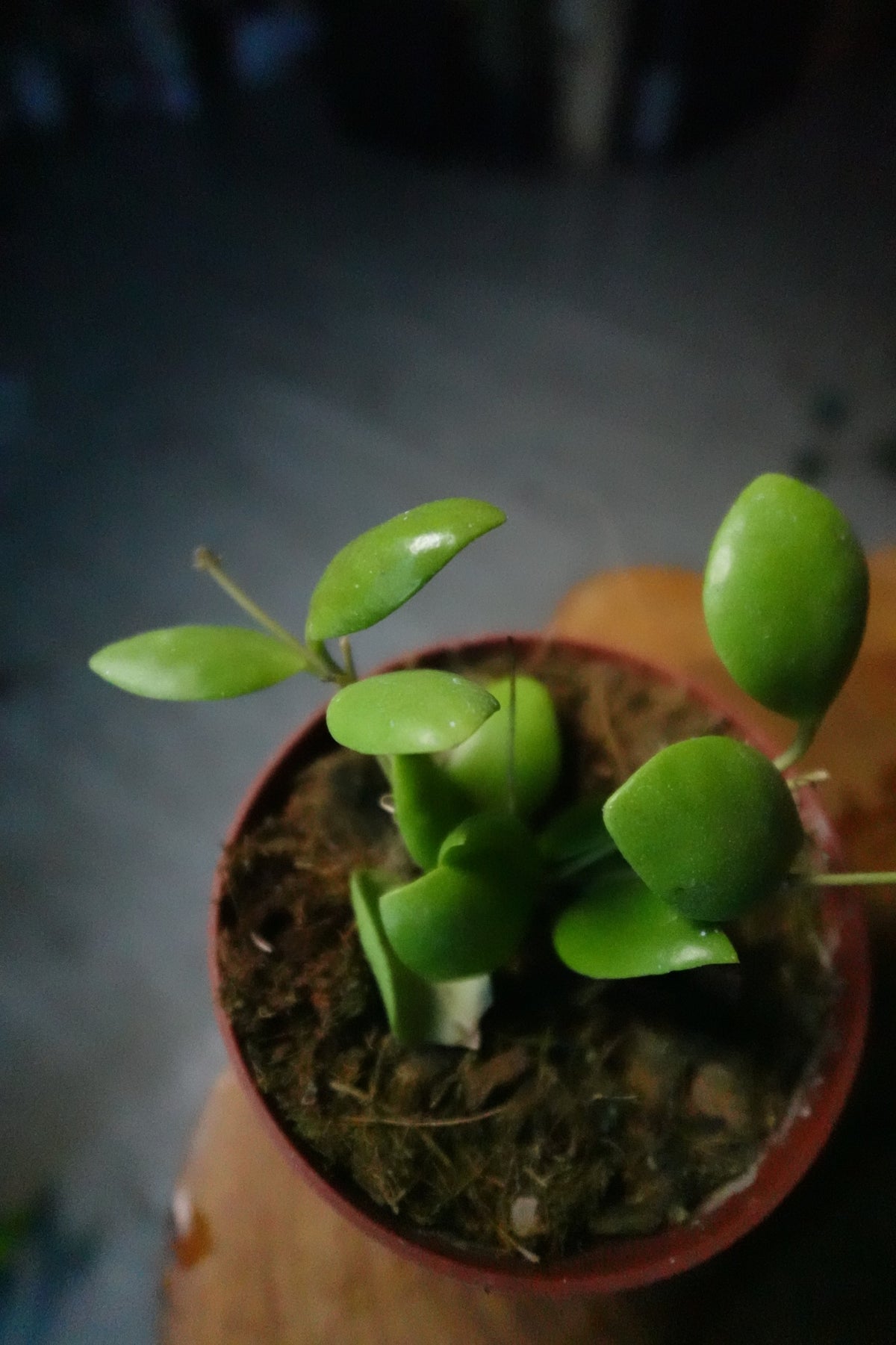 Hoya Pallilimba 4"