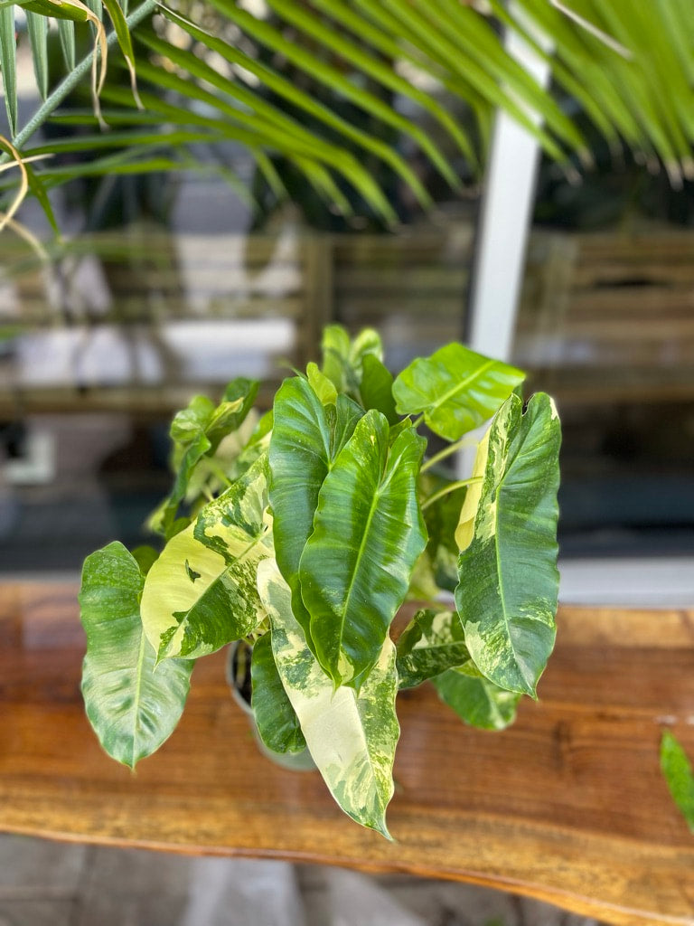 Philodendron Burle Marx Variegated 6”