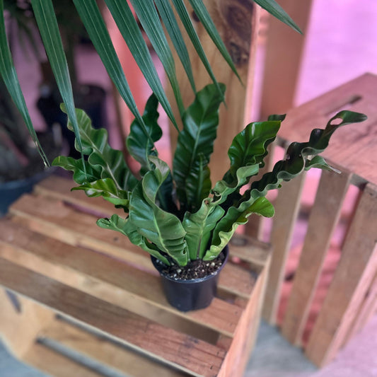 Cobra Fern 4"