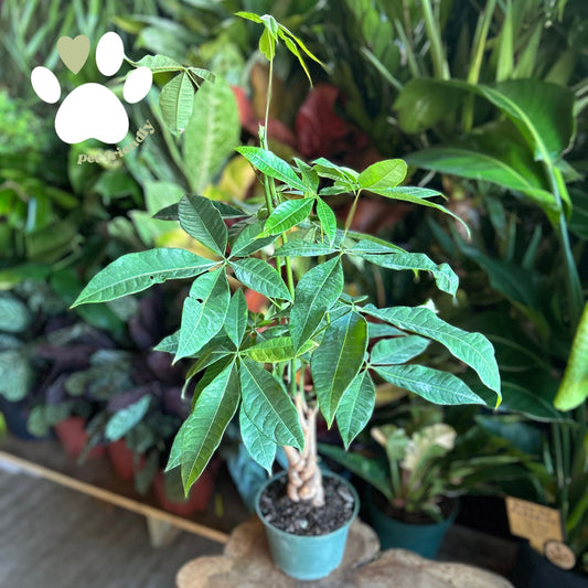 Money Tree Braided 6"