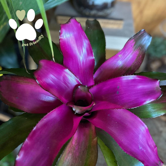 Neoregelia Lila 6”