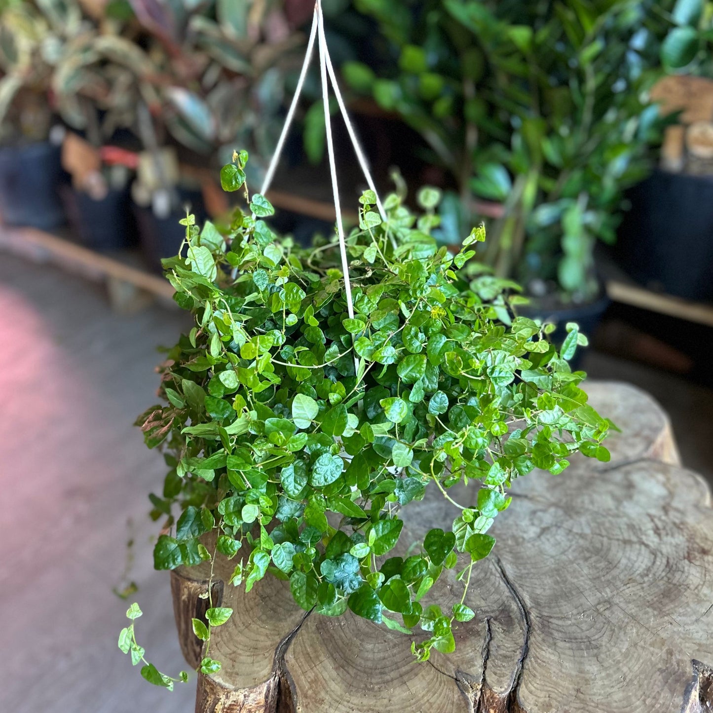 Ficus Repens 8" HB