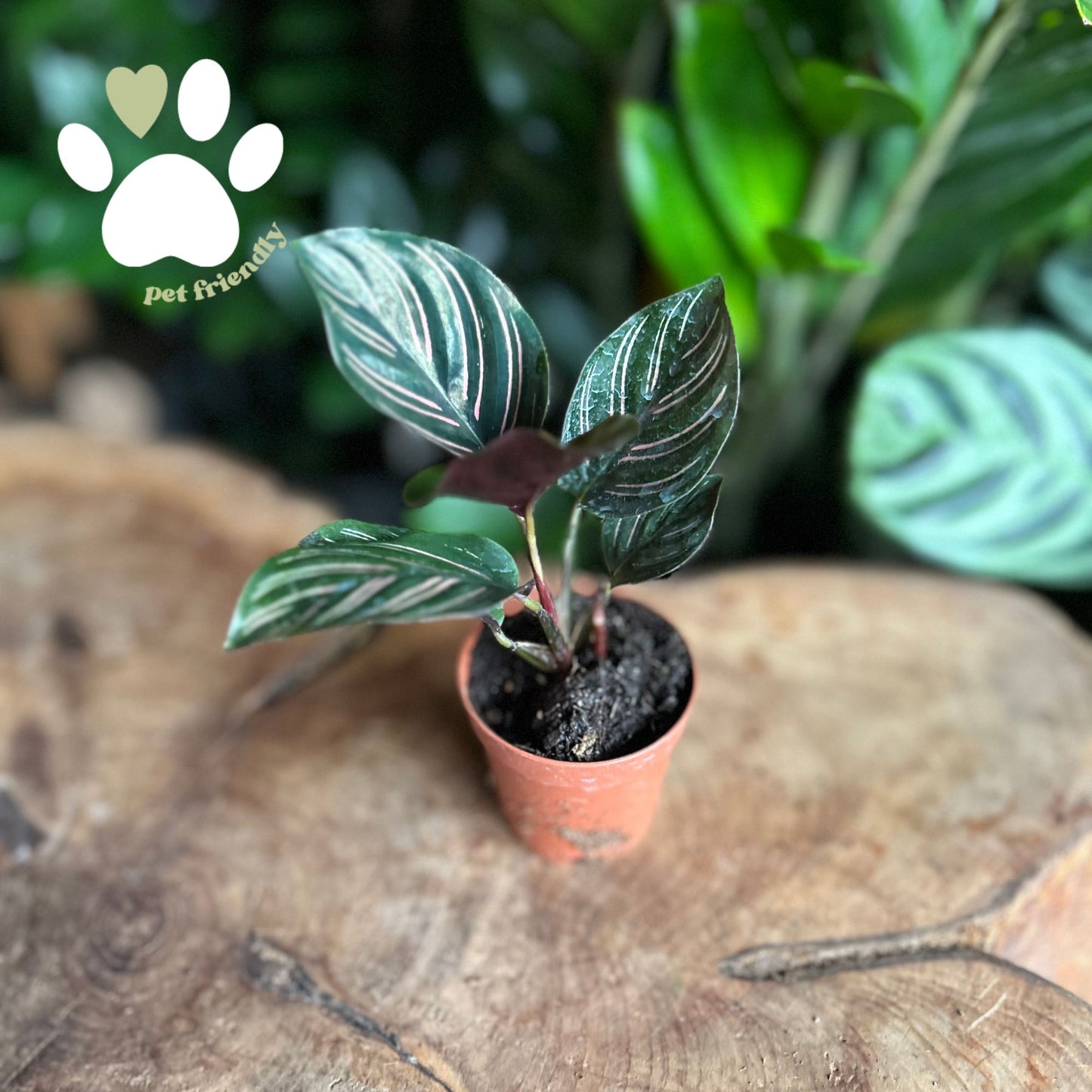 Calathea Ornata (Pinstripe) 2"