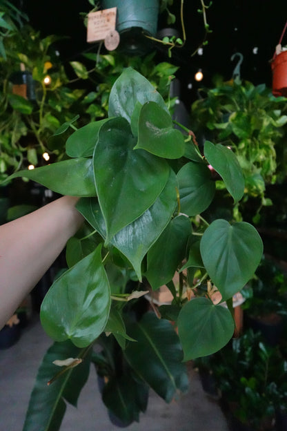 Heartleaf Philodendron 4"