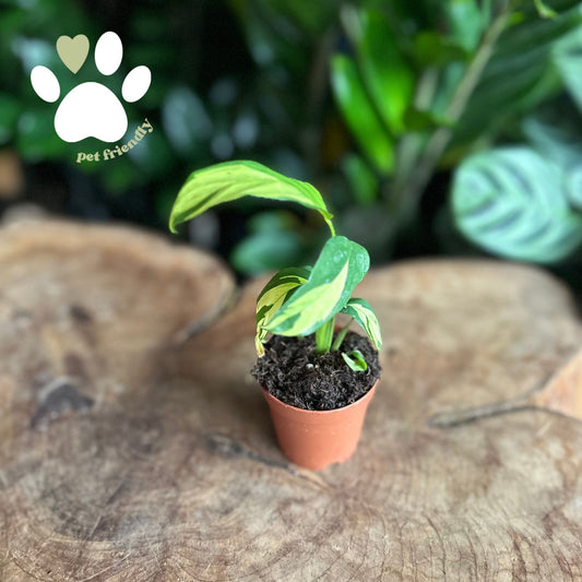 Calathea Pilosa 2"