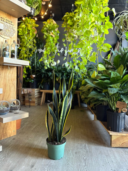 Sansevieria Black Gold 8”