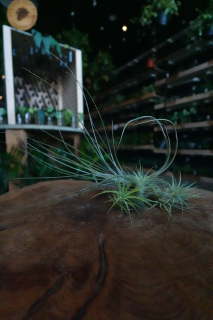 Tillandsia Standard (Air Plant)