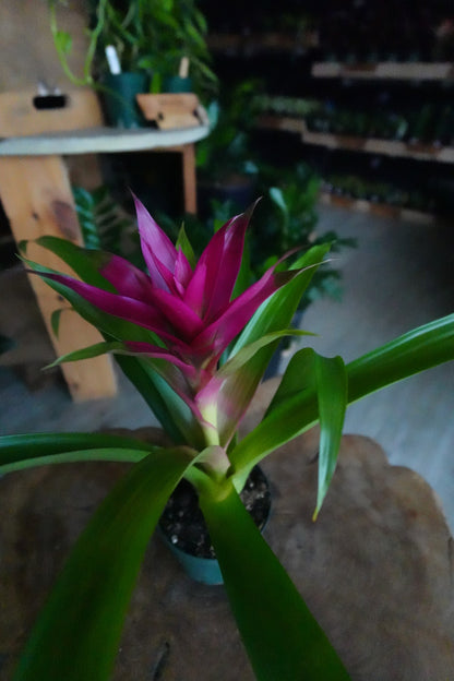 Bromeliad Guzmania 5"