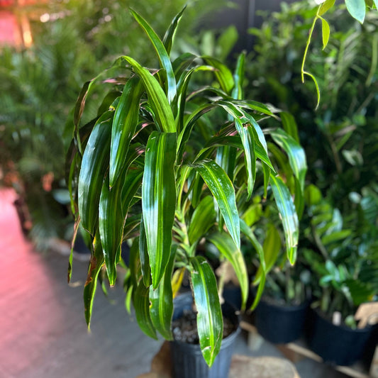 Dracaena Hawaiian Sunshine 8”