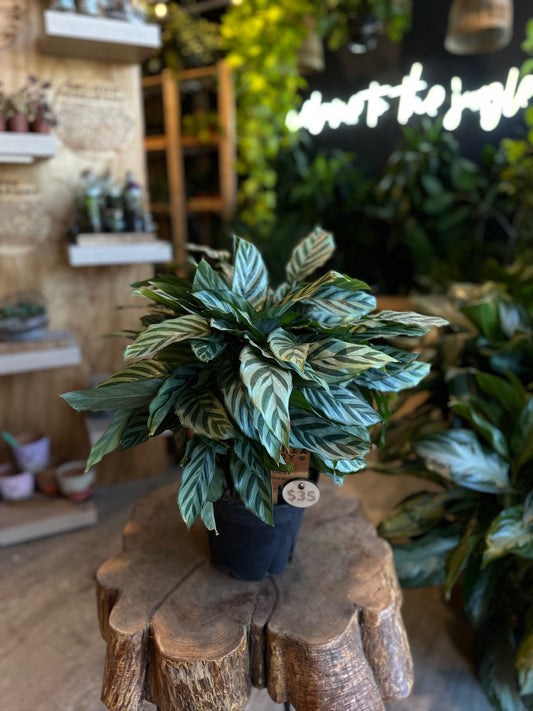 Calathea Freddy 8”