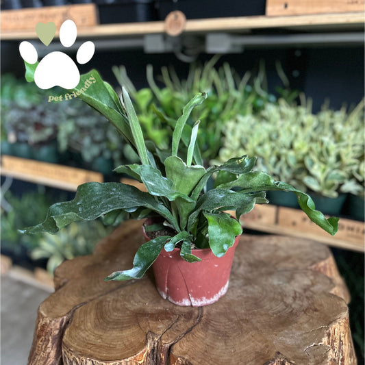 Staghorn Fern 6"