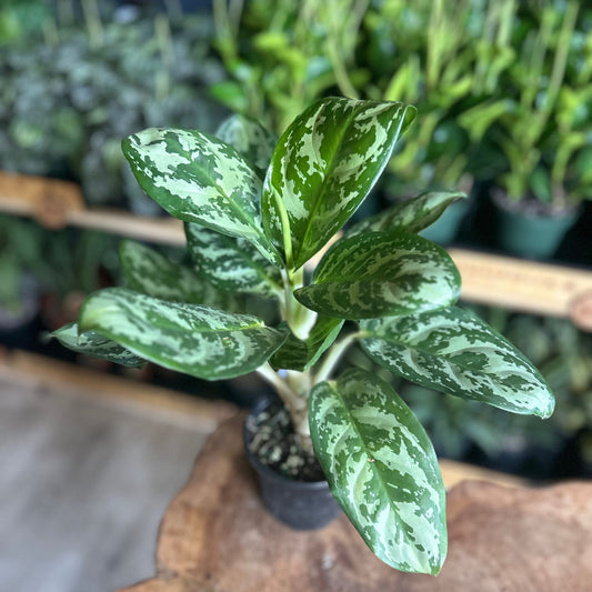 Aglaonema Green Dragon 4"