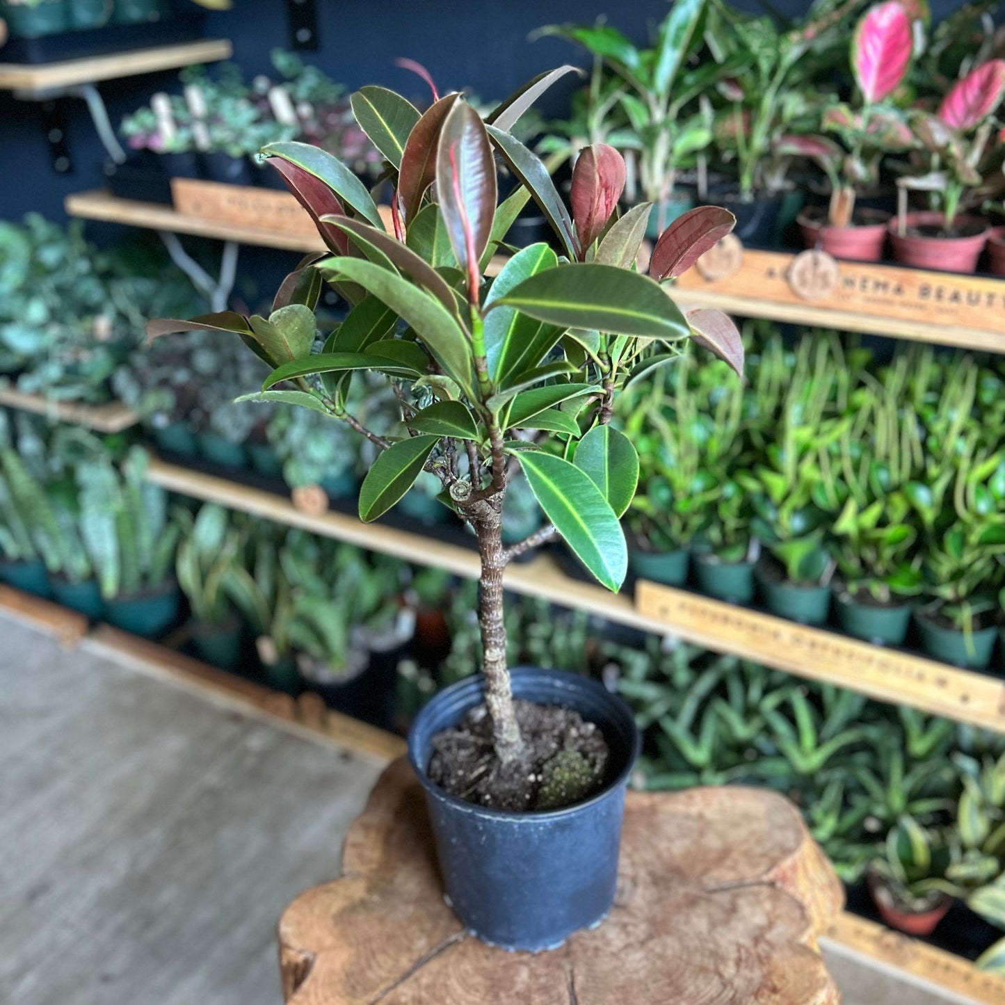 Ficus Melany 8" Short