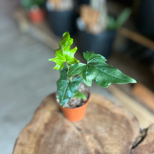 Alocasia Brancifolia 2"