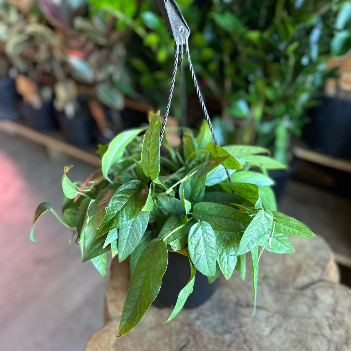 Cebu Blue Pothos HB 8"