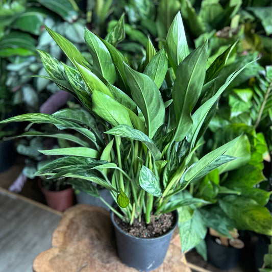 Aglaonema Maria 8"