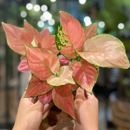 Aglaonema Auspicious Red 6”