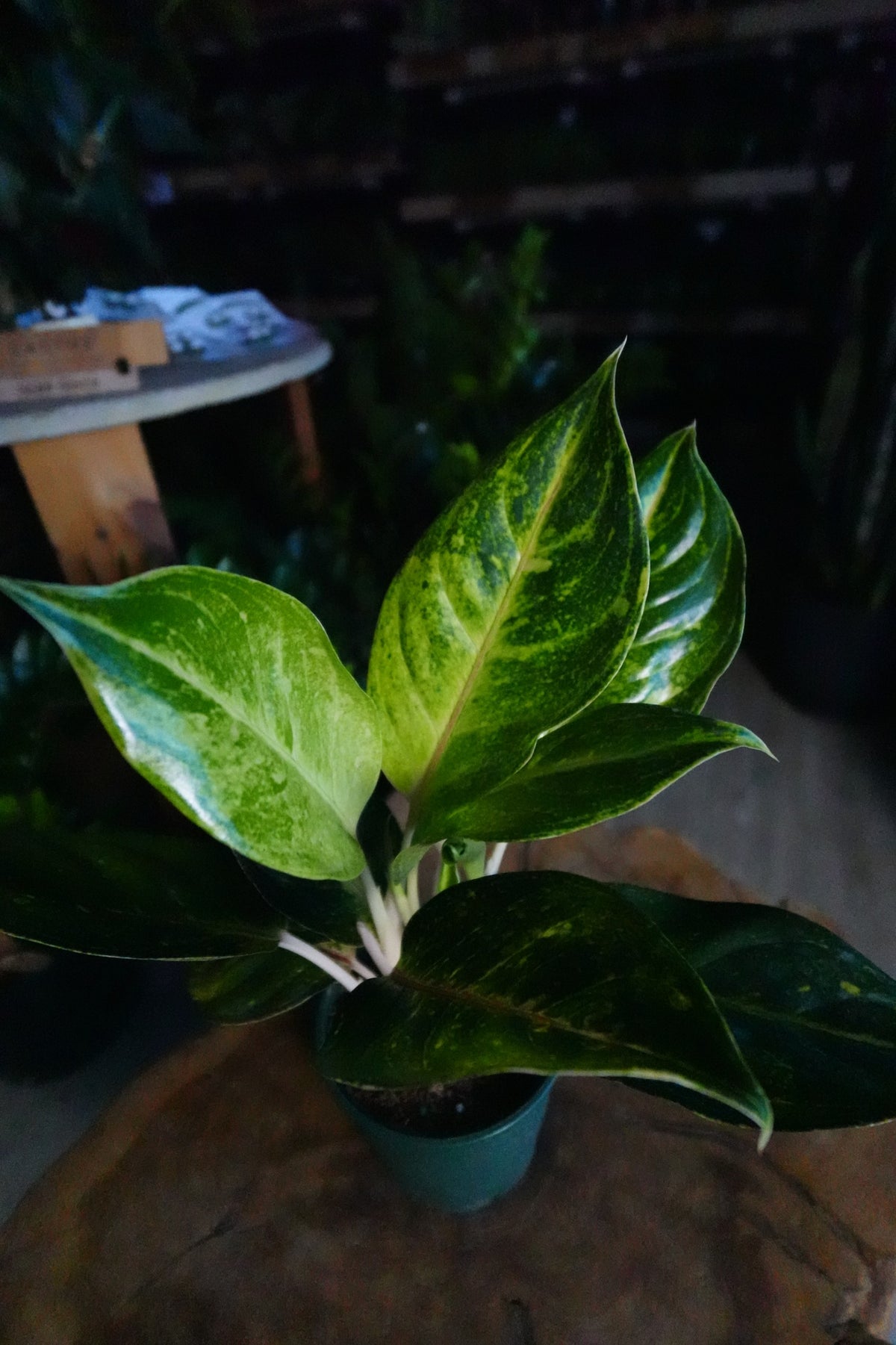 Aglaonema Green Papaya 5"