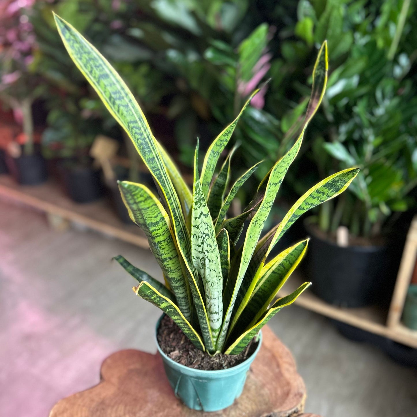 Sansevieria Laurentii (Snake Plant) 6"