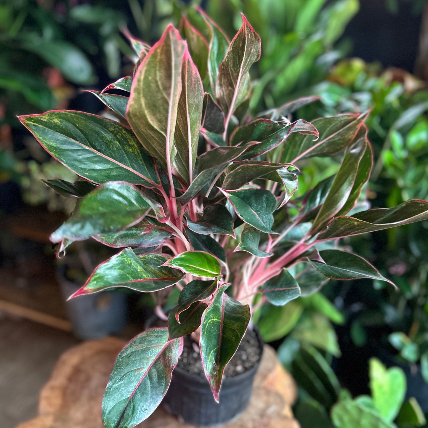 Aglaonema Jasper Jones 8"