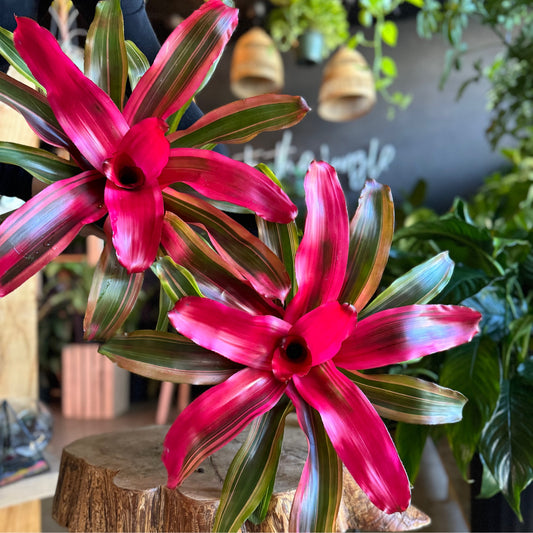 Neoregelia Serendipity 6”
