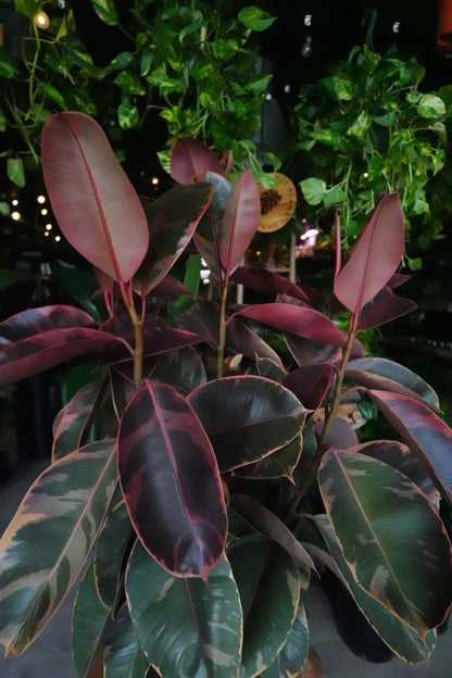 Ficus Ruby 8" (Tall)