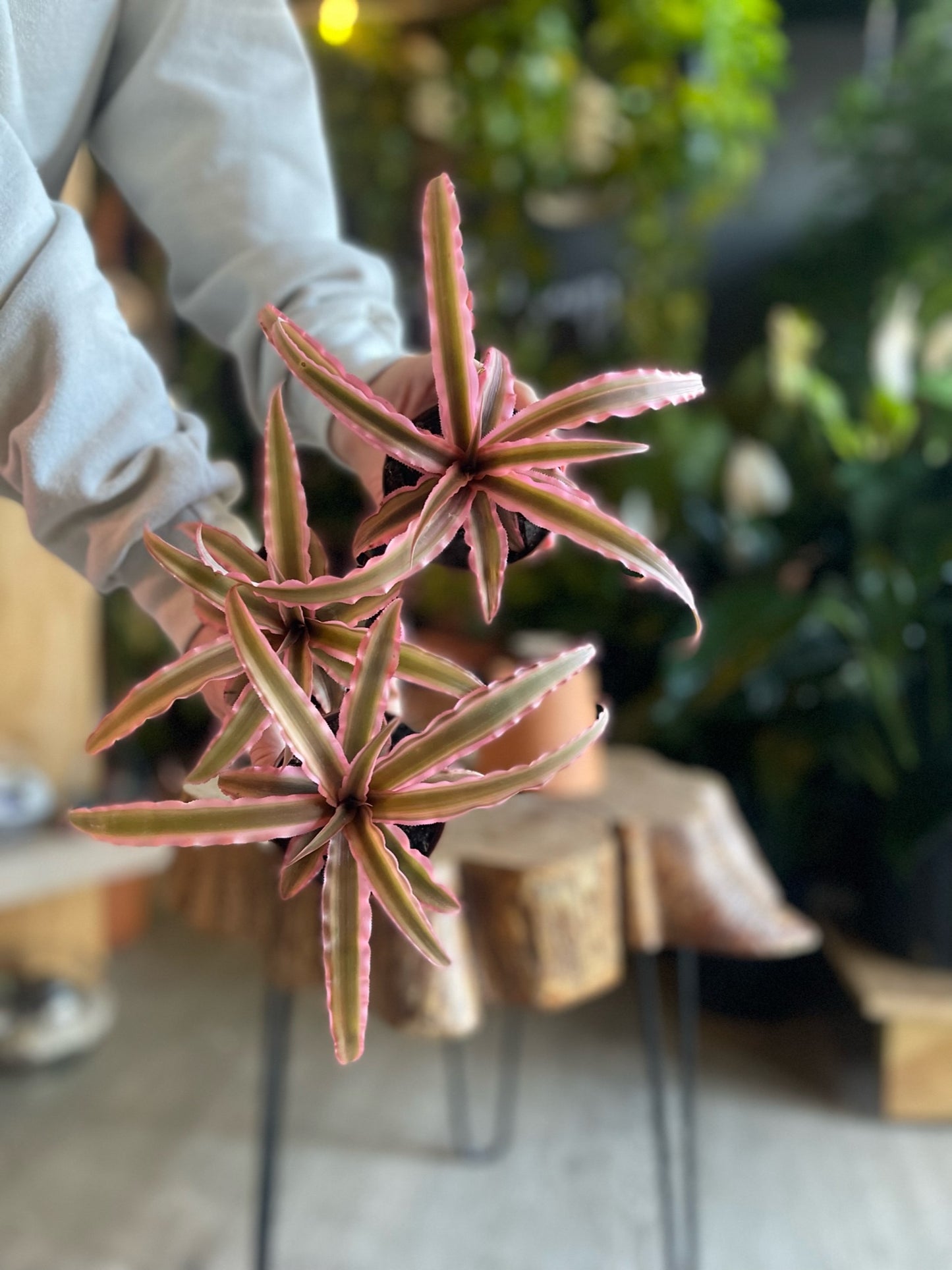Cryptanthus Assorted 3”