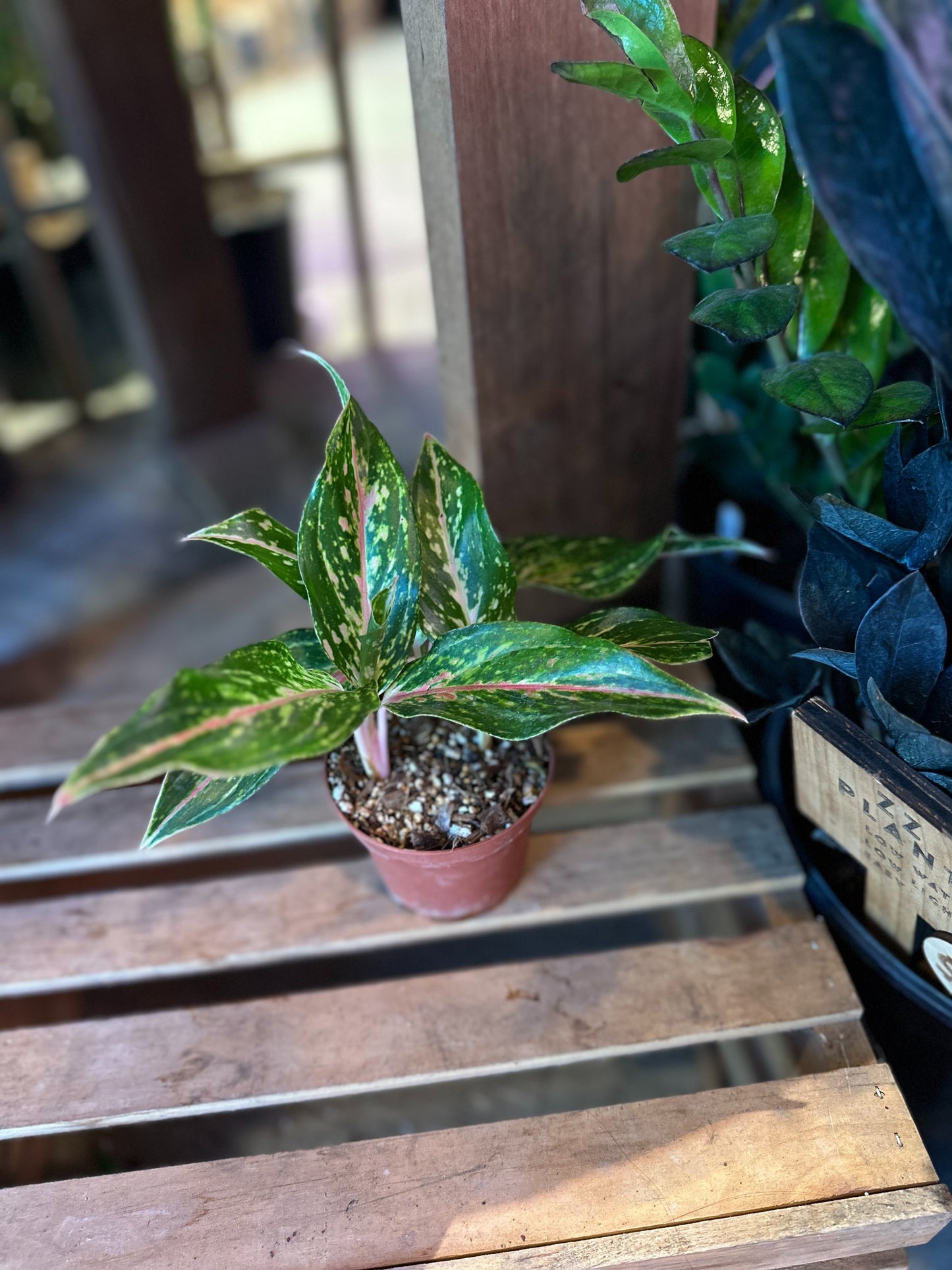 Aglaonema Sparkling Sarah 4”