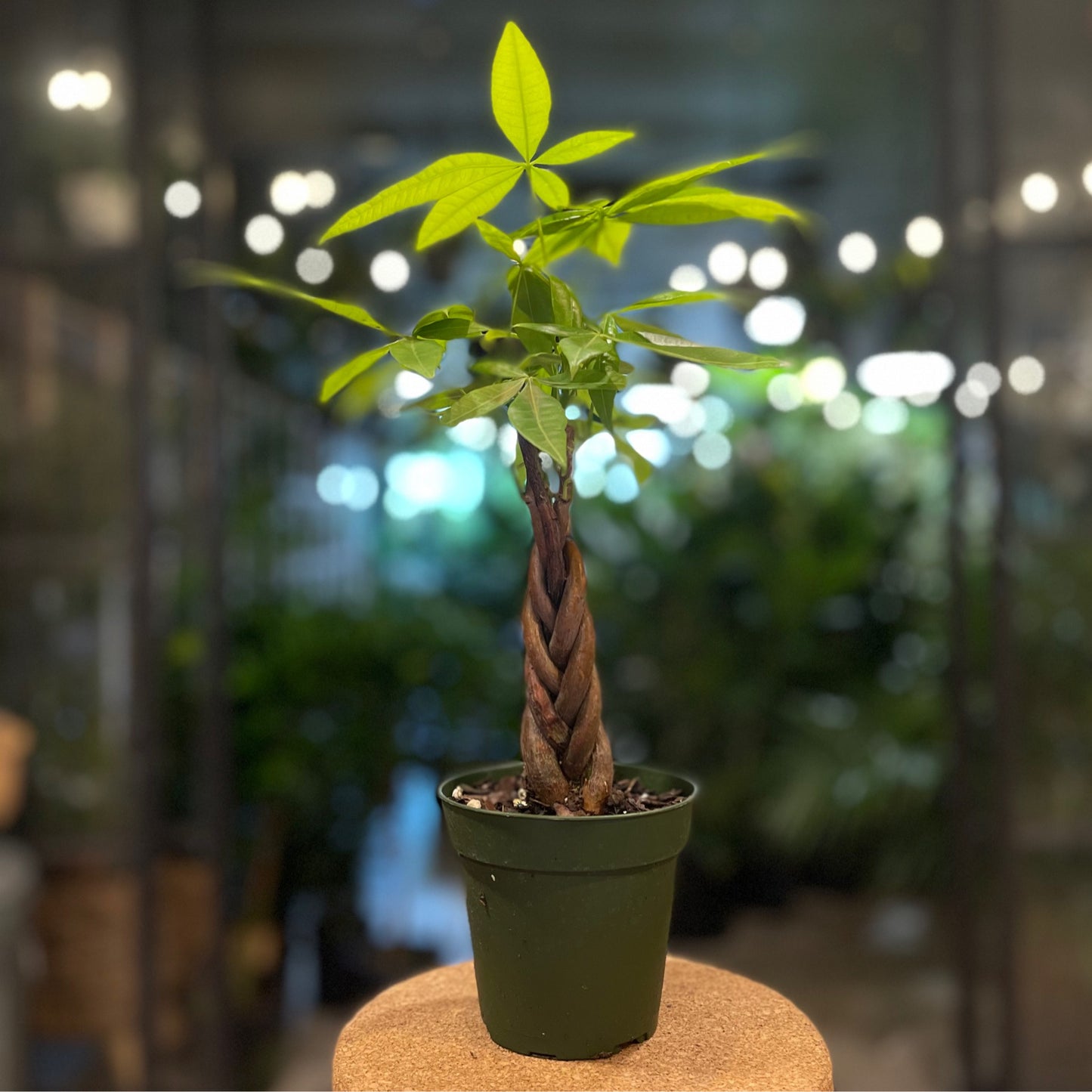 Money Tree Braided 4” - Wholesale