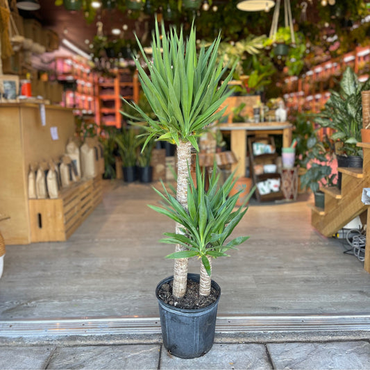 Yucca 10" (2-1)