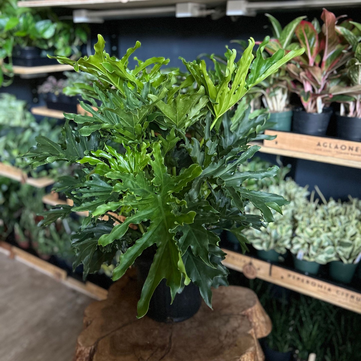 Philodendron Lickety Split 8"