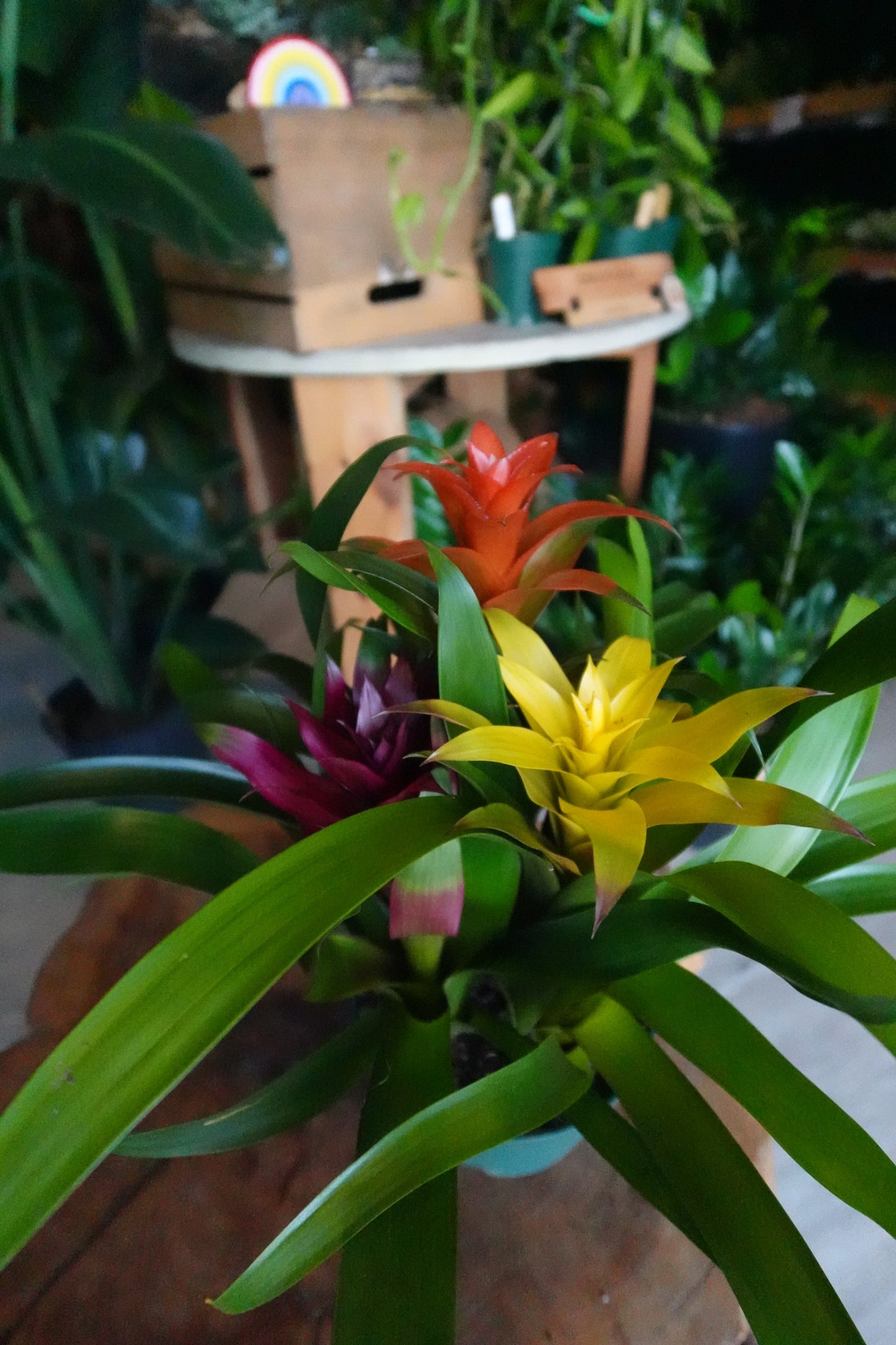 Bromeliad Guzmania 6”