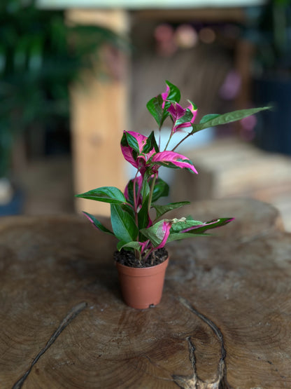 Alternanthera Party Time 2"