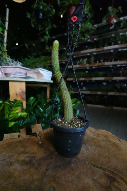 Golden Rat Tail Cactus 4"