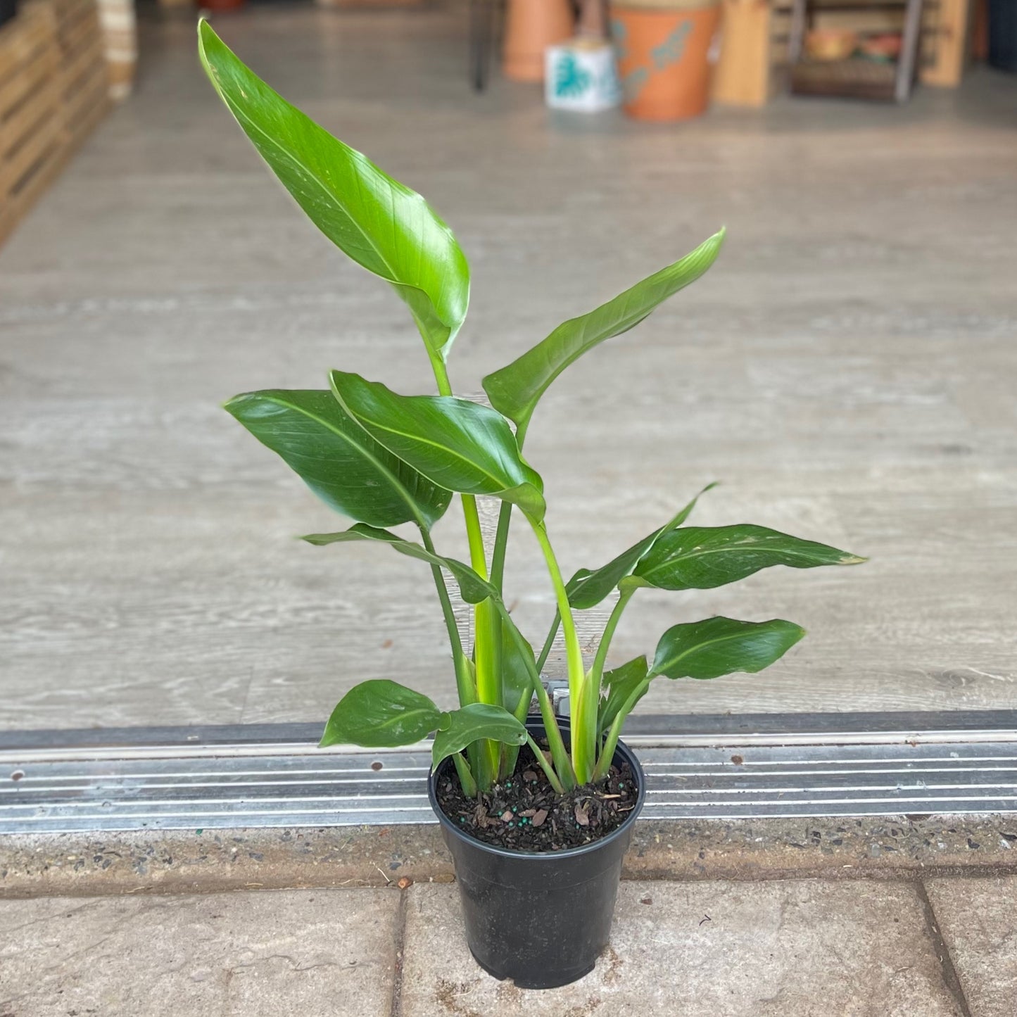 Bird of Paradise 6" - Wholesale