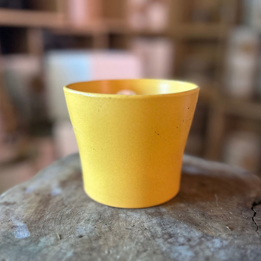 Curcuma Pot 4"