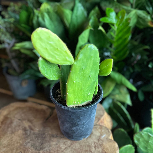 Prickly Pear Cactus Green 6"