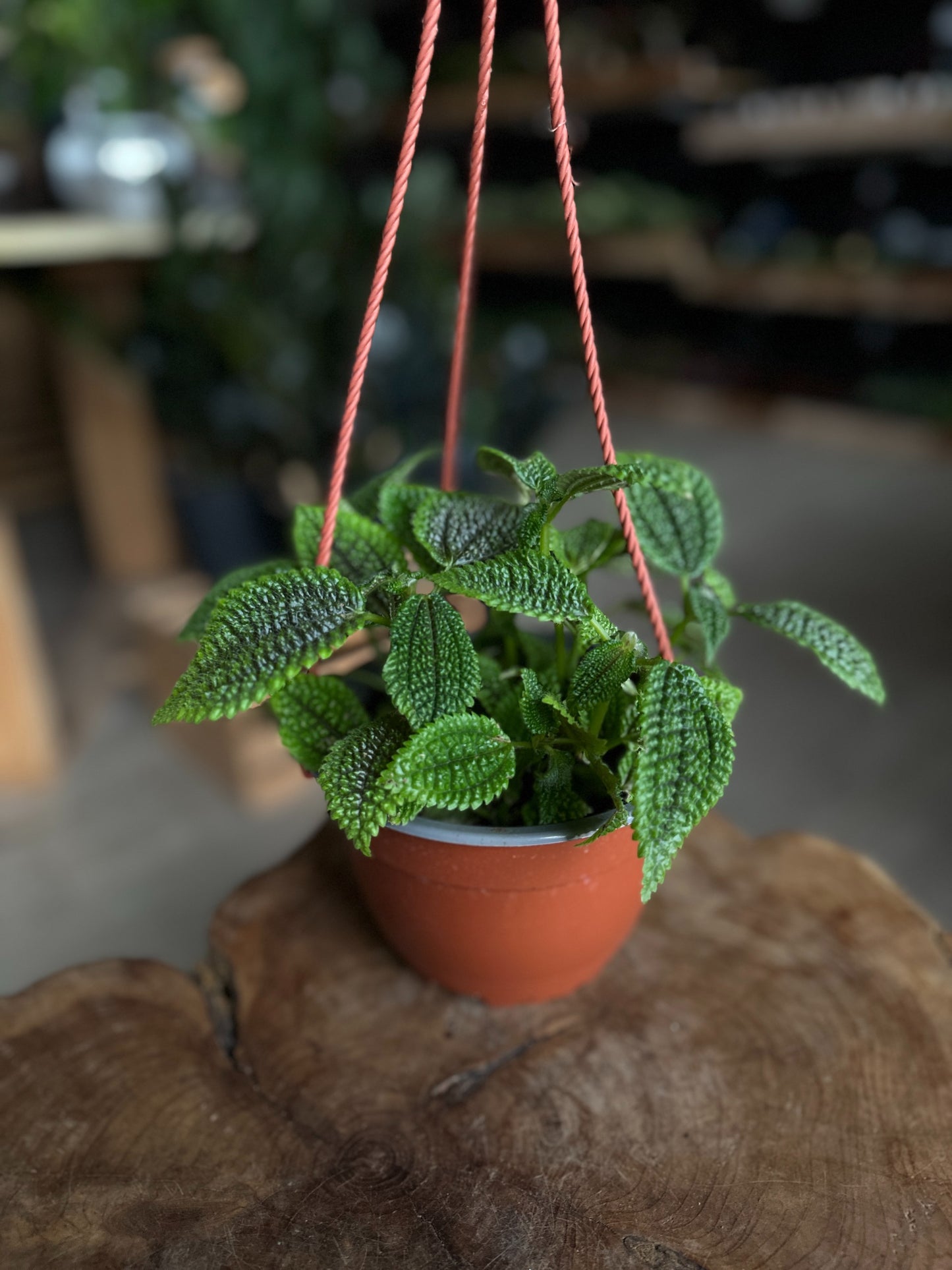 Pilea Moon Valley HB 6"