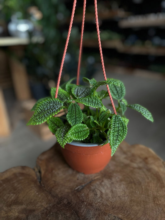 Pilea Moon Valley HB 6"