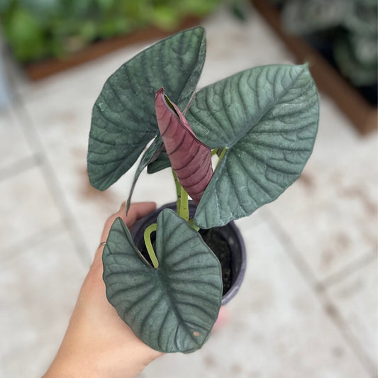 Alocasia Nebula Imperialis 4"