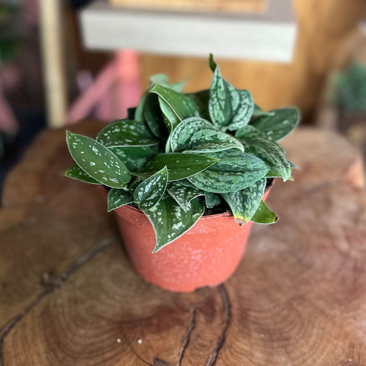 Scindapsus Tricolor Bomeo 4"