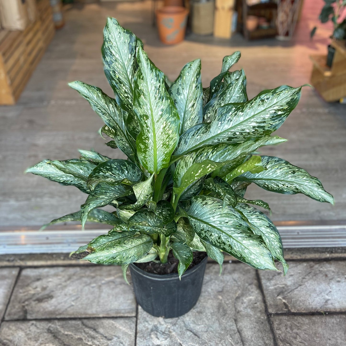 Dieffenbachia Tiki 10"