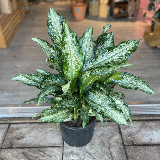 Dieffenbachia Tiki 10"